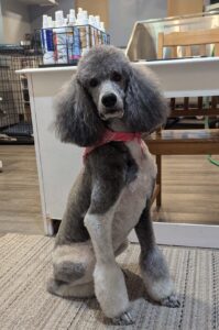 Standard Poodle Full Groom